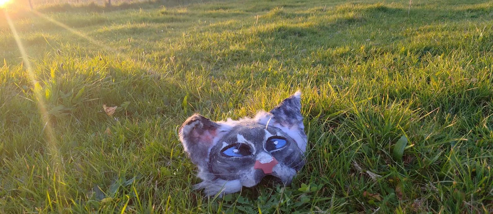 Grey tabby therian mask lying in golden-hour grass